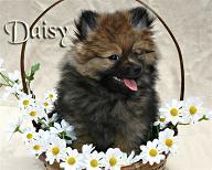 Pomeranian Puppy Breeders in NC