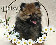 Pomeranian Puppy Breeders in NC