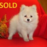 White PomaPoo Puppies for Sale in NC