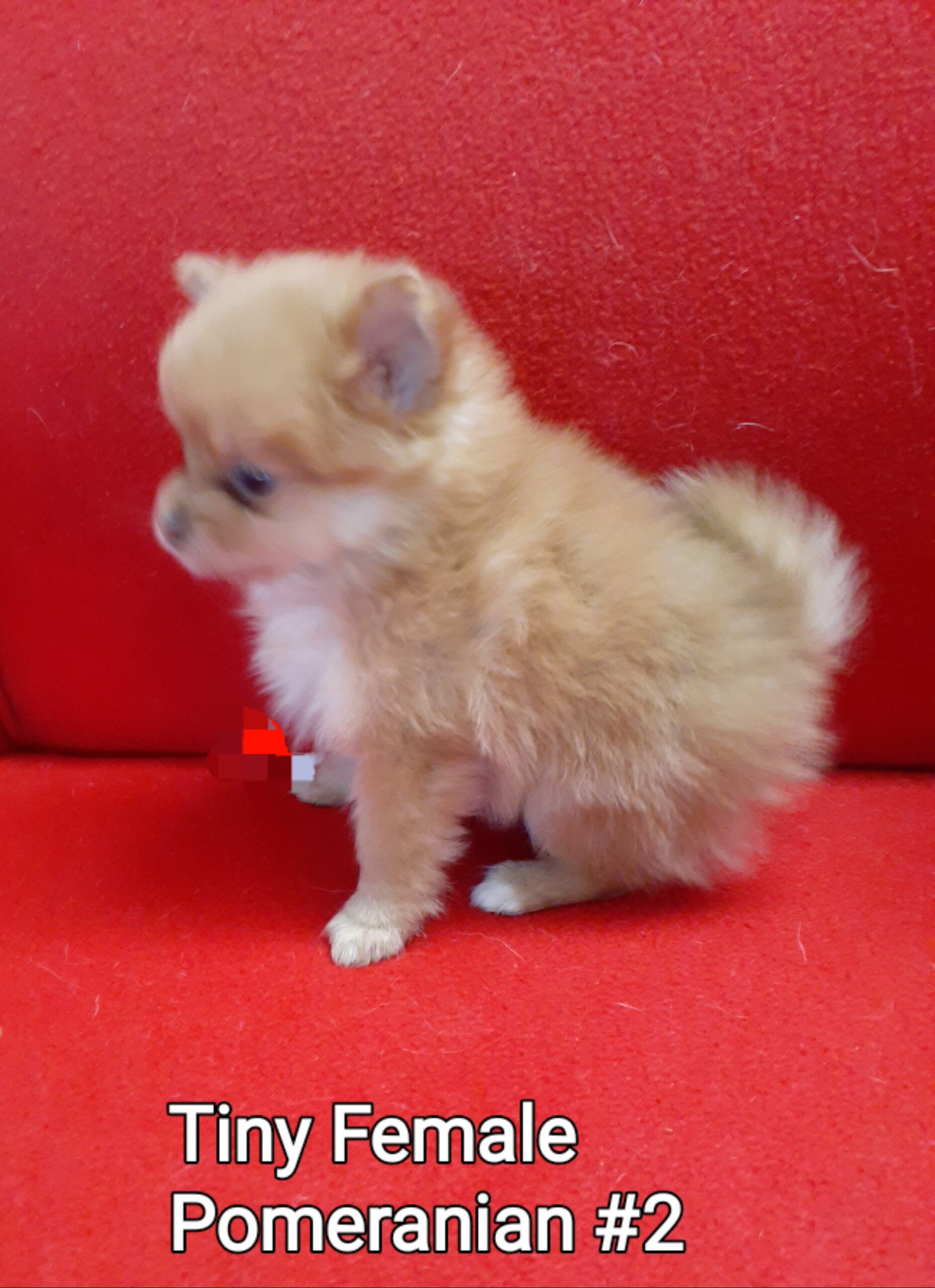Toy Pom Puppies For Sale